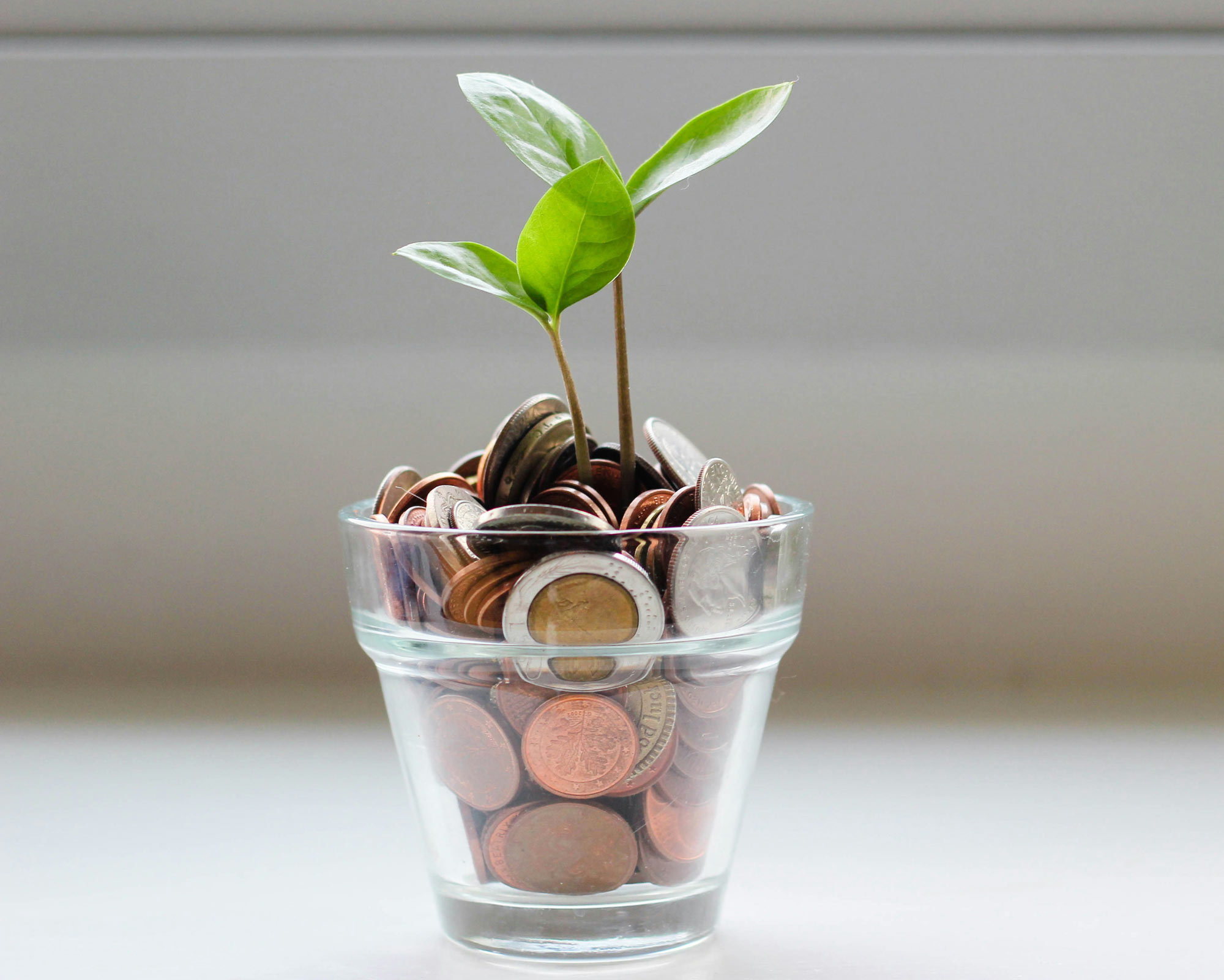 Image of green plant in clear glass cup.