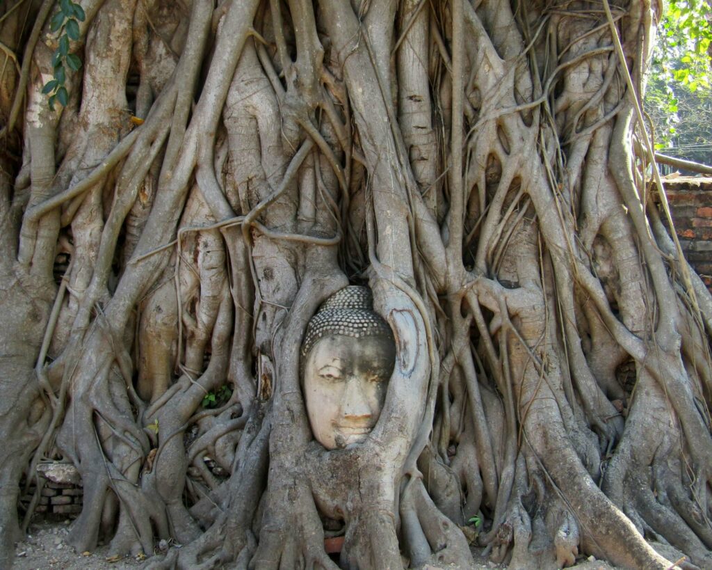 Image of Buddha covered with roots in Thailand.