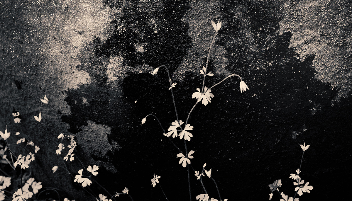 Everything Is Enlightenment