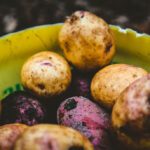 Yellow and red potatoes covered in dirt in a pot.