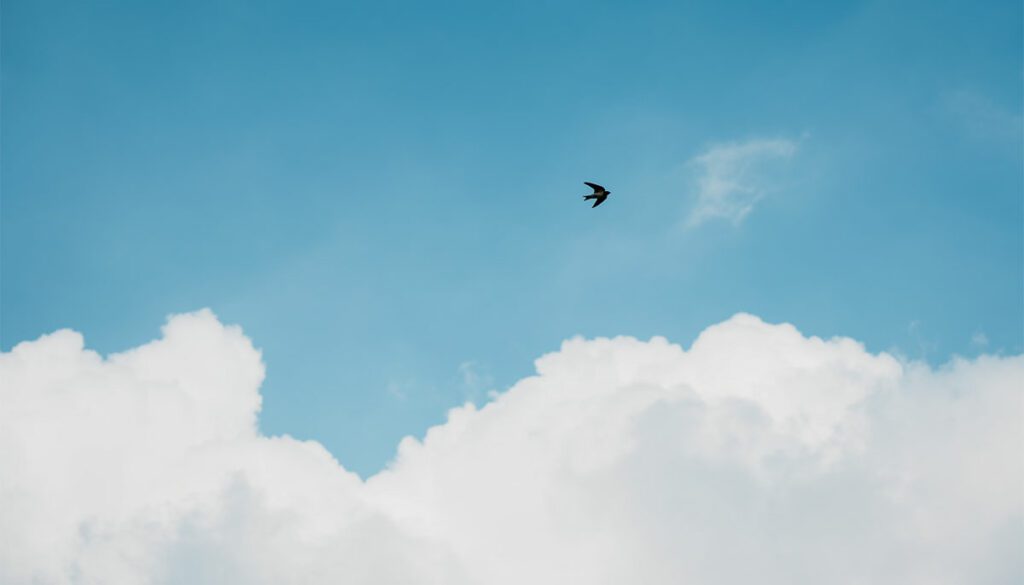 Bird flying in blue sky with clouds