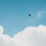 Bird flying in blue sky with clouds