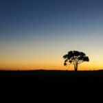 Tree silhouette with sunset in background
