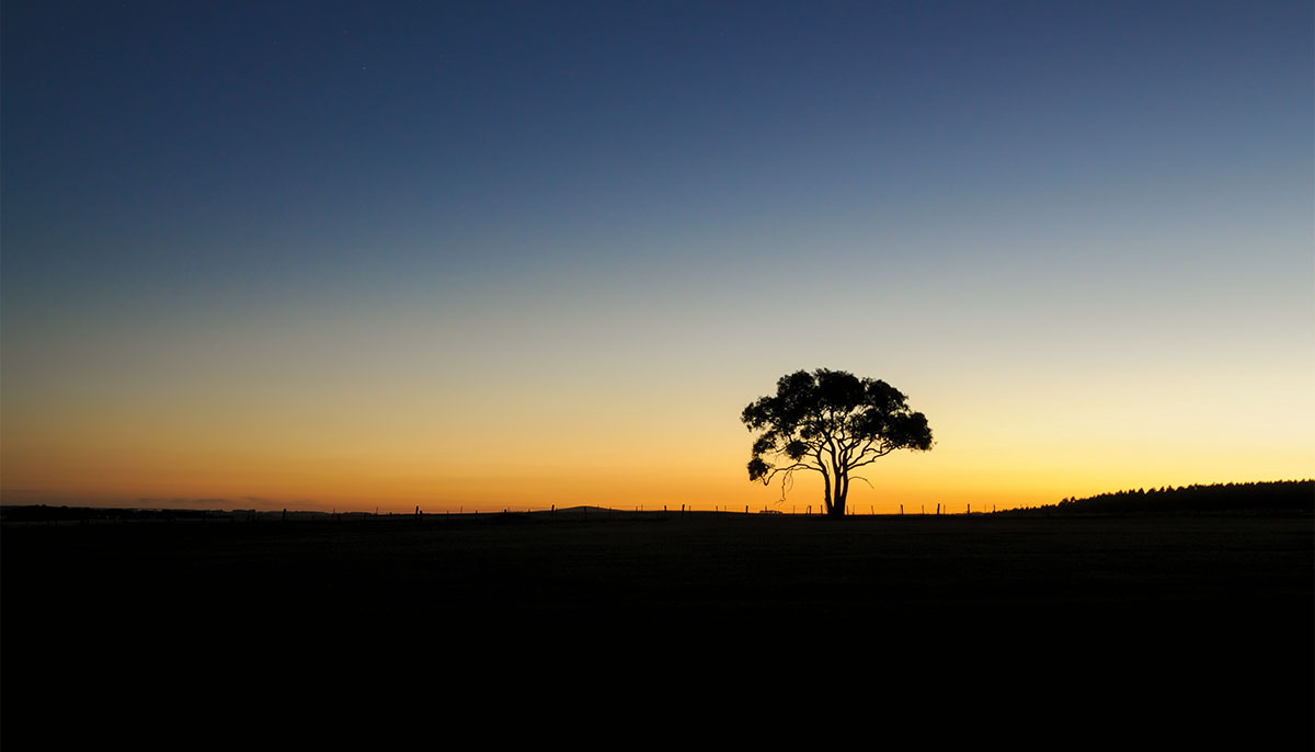Tree silhouette with sunset in background