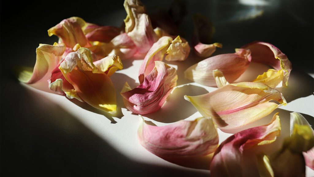 fallen flower petals on a dark table
