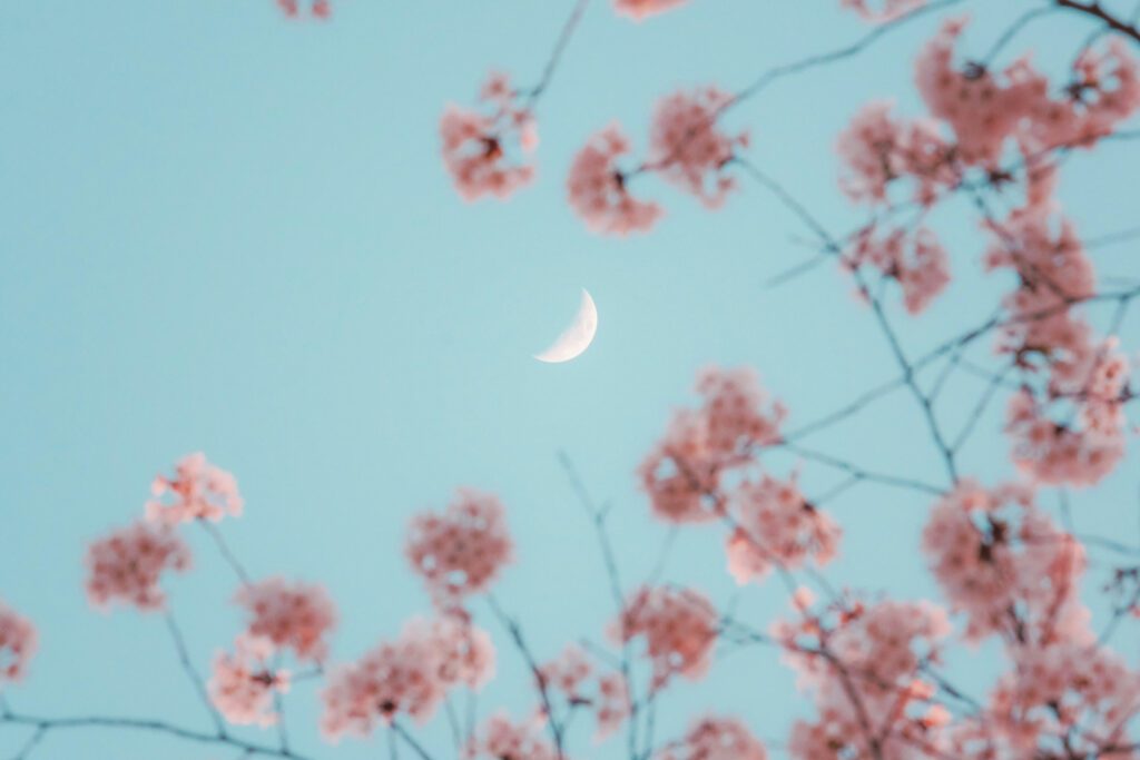 crescent moon with cherry blossom at dusk