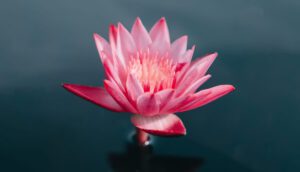 What is the Meaning of the Lotus in Buddhism?